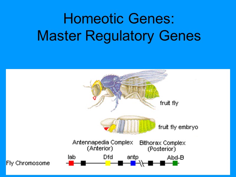 Homeotic Genes: Master Regulatory Genes Homeotic Genes: Master Regulatory Genes